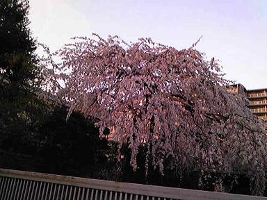 sakura2010.jpg