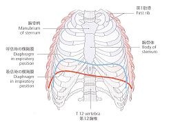 胸郭の図